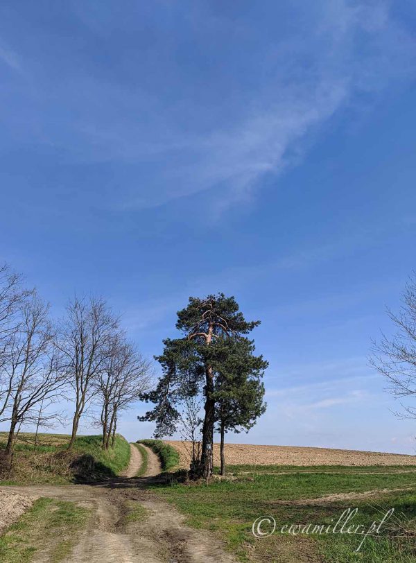 Pine at the crossroads