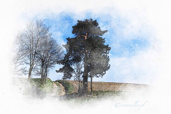 Pine at the crossroads